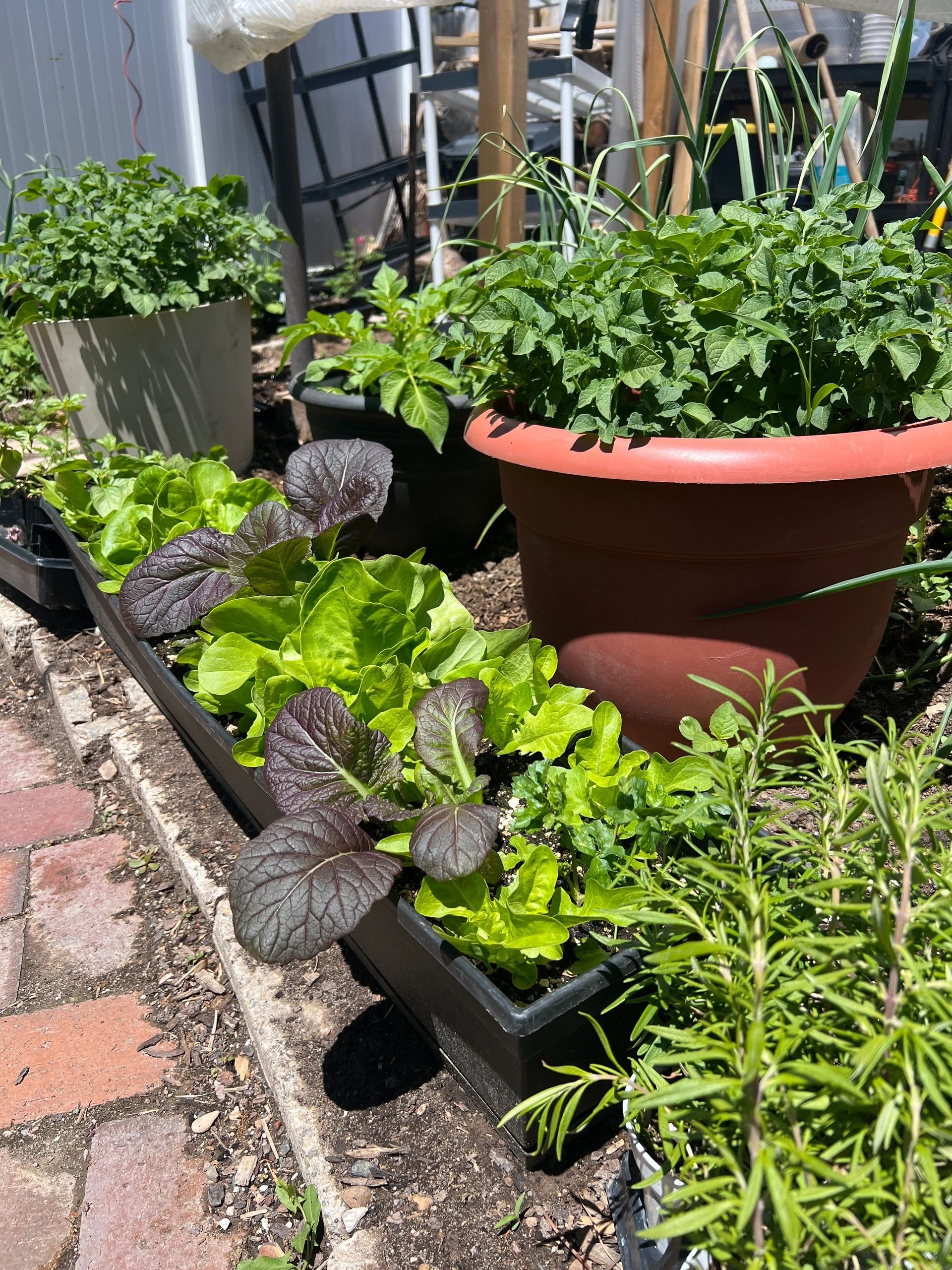 Potted herbs and vegetables in the garden