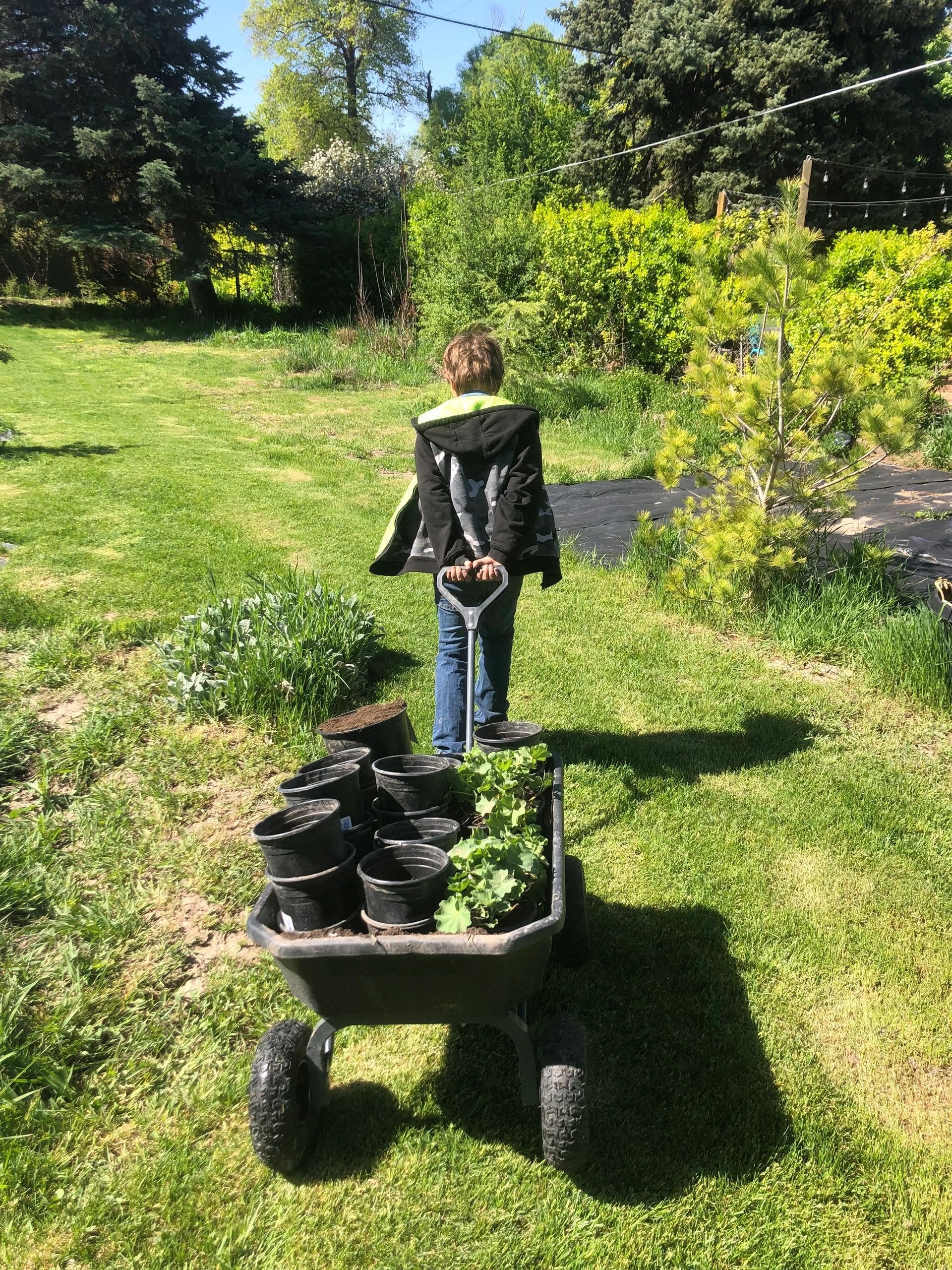 Gardener with wheelbarrow in lush garden